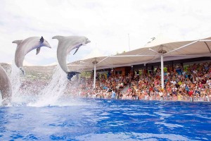 delfines025