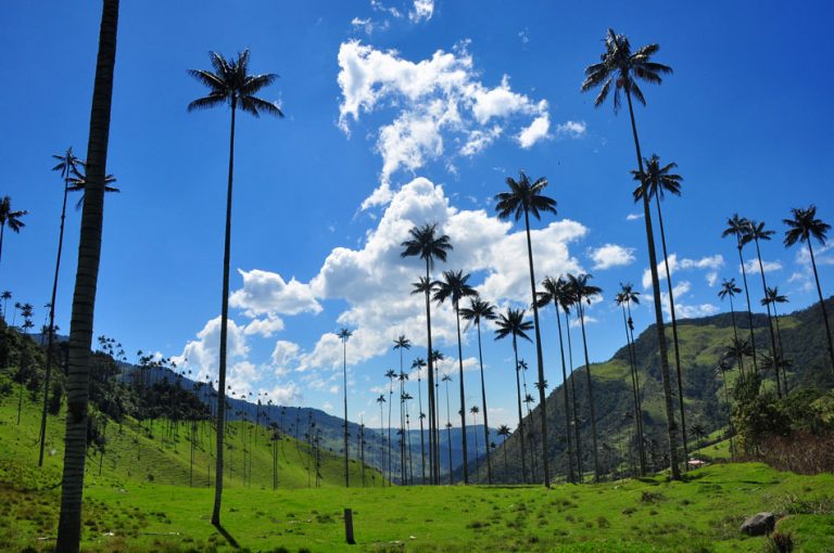 Valle Cocora