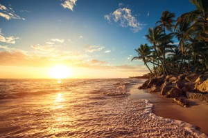 Palm trees on the tropical beach