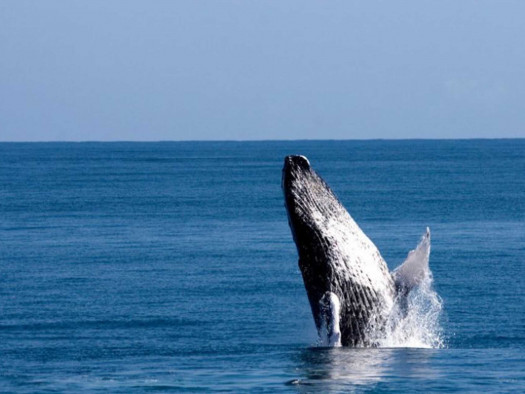 ballenas_mas_ballenas