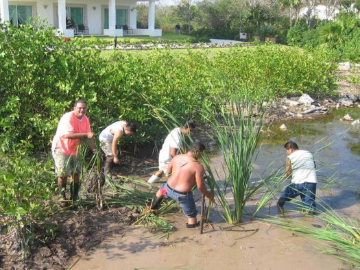 bluebaysensations_reforestacion1