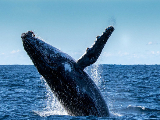 ballenas bahia samana