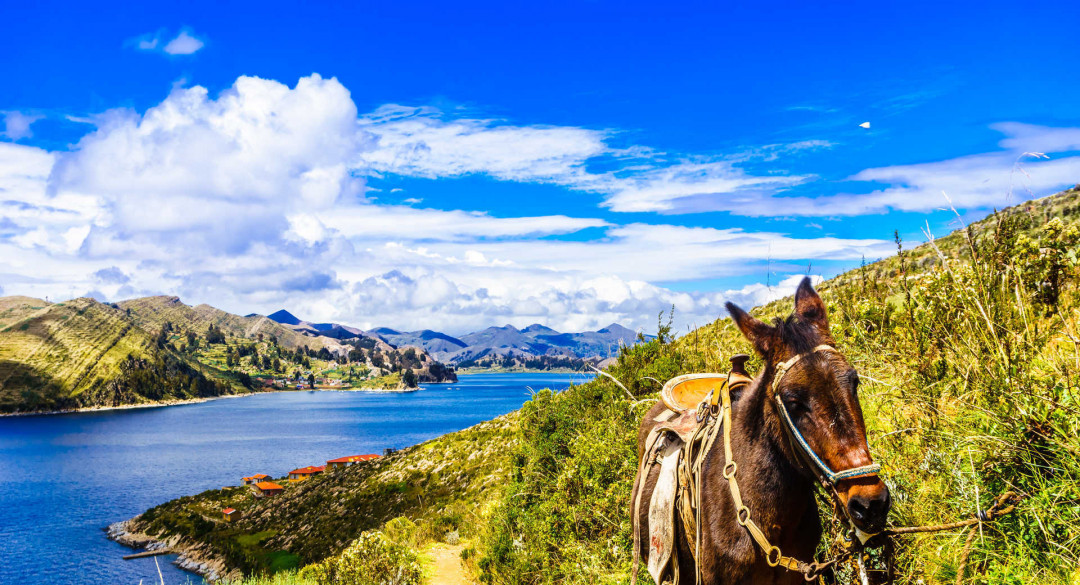 Donkey on Isla del Sol by Lake Titicaca - Bolivia