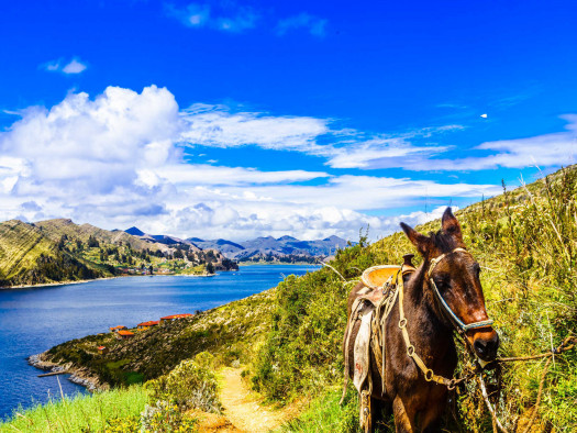 Donkey on Isla del Sol by Lake Titicaca - Bolivia
