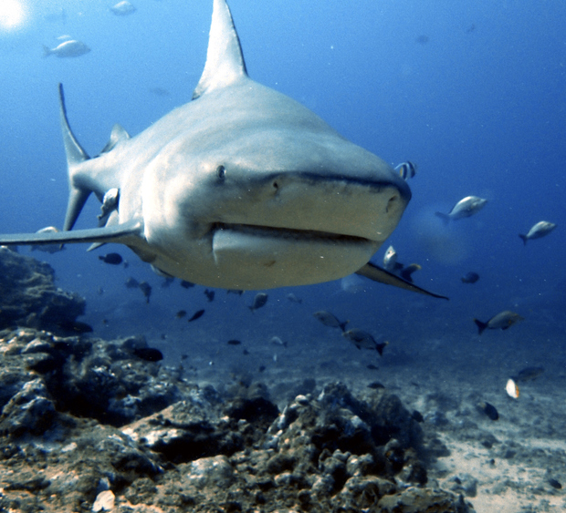 Bull shark approaches camera