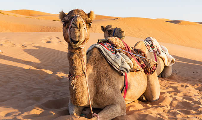 Safari Desert experience by Bluebay Hotels & Resorts