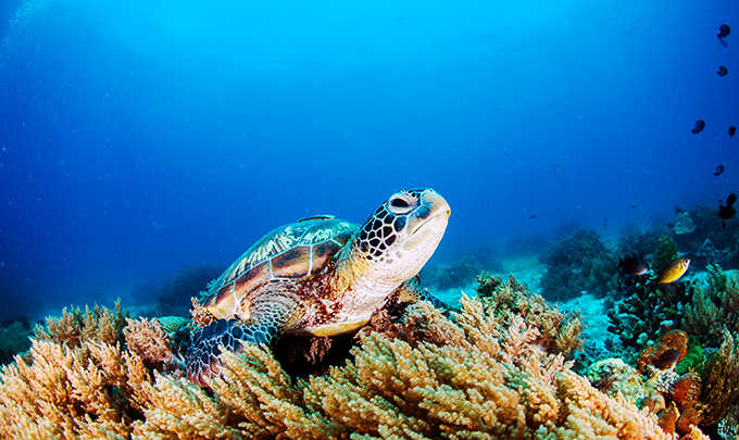 Una experiencia de buceo en hoteles de Bluebay Hotels & Resorts