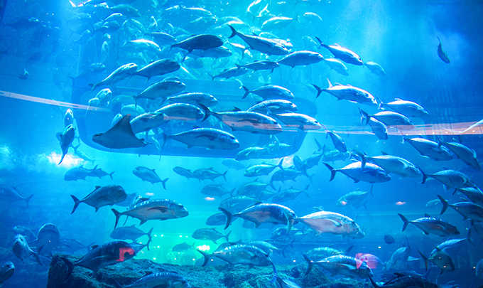 Admirez un aquarium fascinant