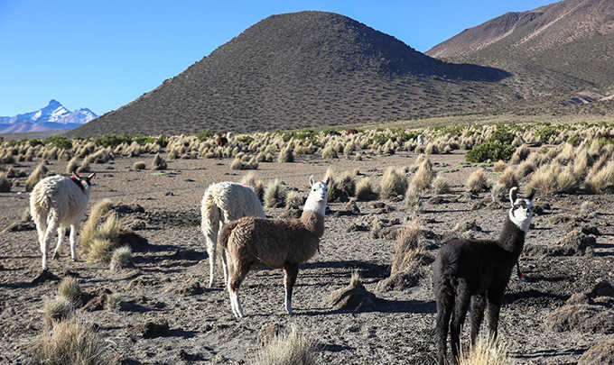 Visitez le spectaculaire Parc National de Sajama