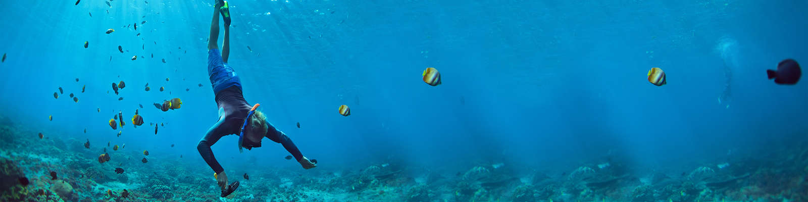 Bucea en las islas de Lérins