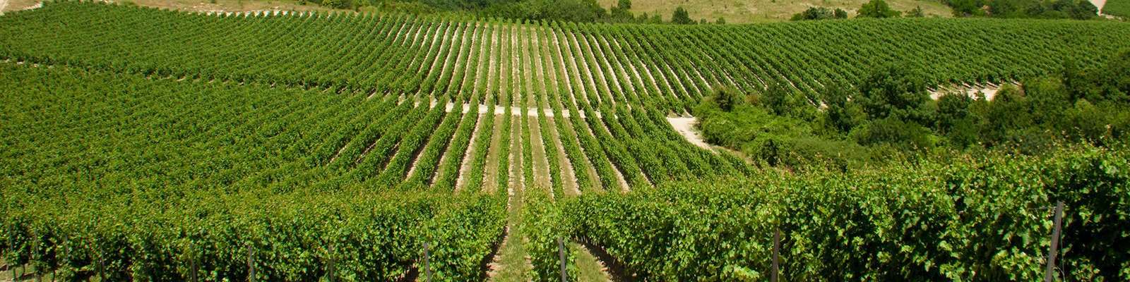 Leben und trinken Sie Languedoc