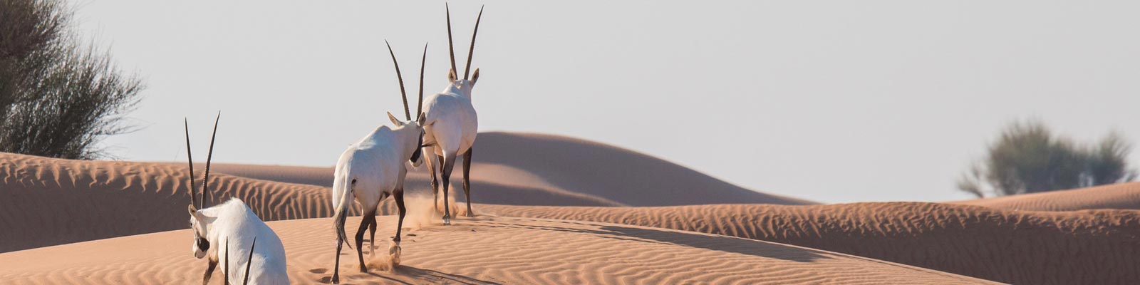 Excursión al Sharjah Desert Park