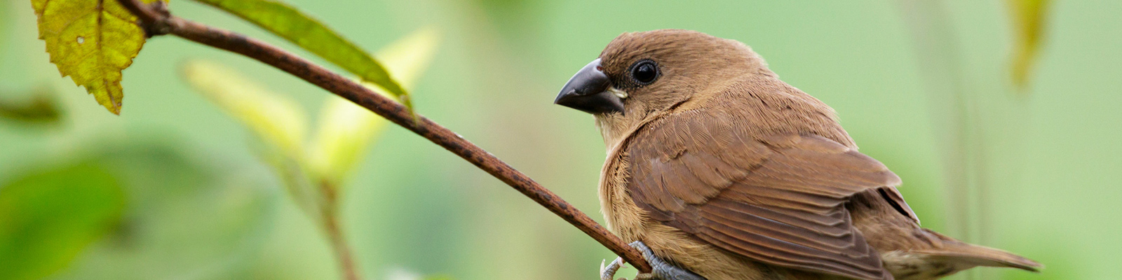 Observación de aves