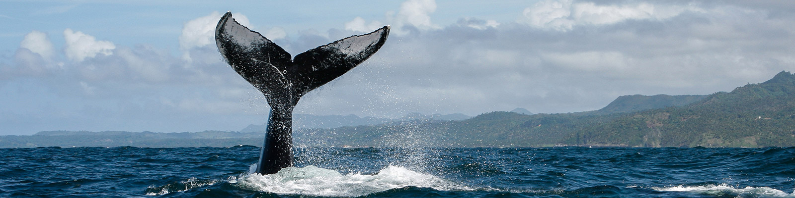 Observación de ballenas