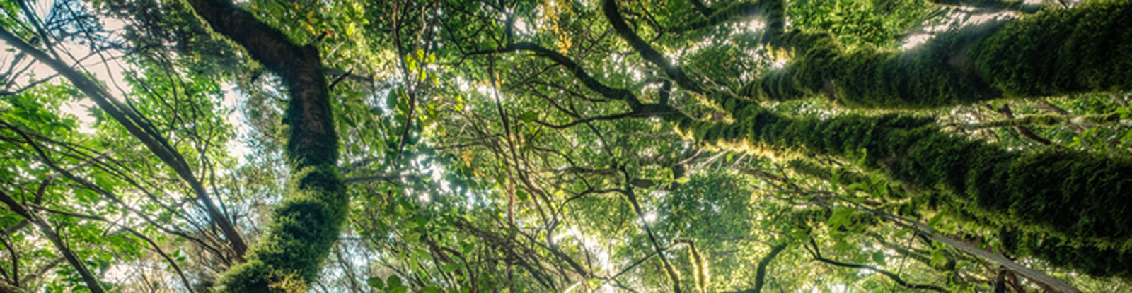 Laissez-vous envoûter par les forêts de laurisilva d’Anaga