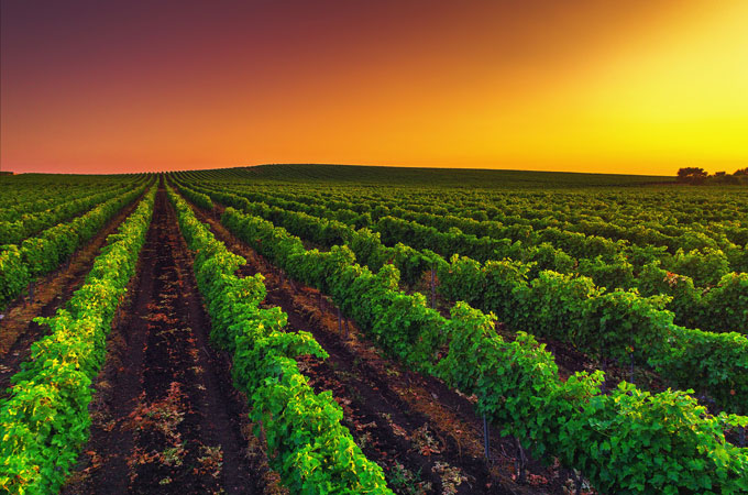 El vino como máximo exponente