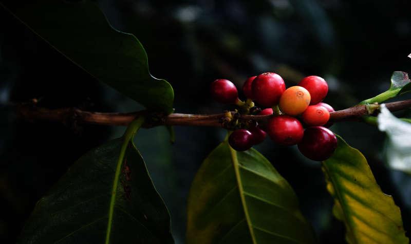 La cultura del café más colombiano