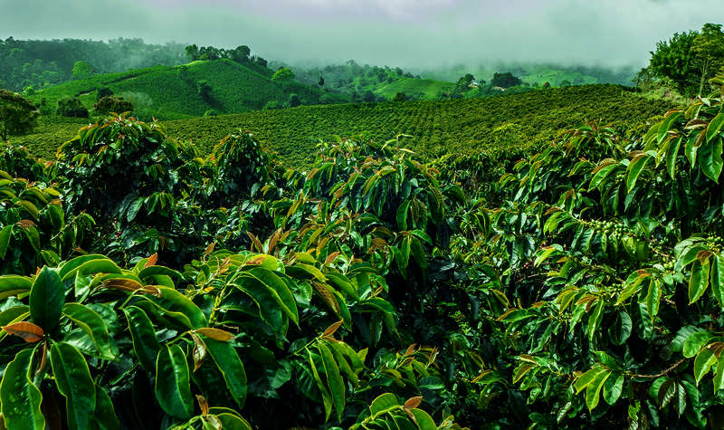 La mezcla perfecta de campo y ciudad