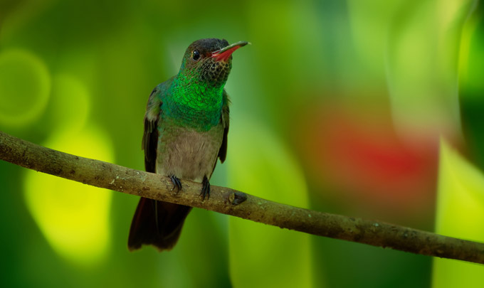 La Isla, parc amazonien