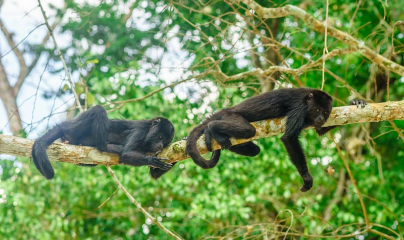 The loud howls of the howler monkeys 